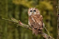 593 - TAWNY OWL - GILKERSON JOHN - united kingdom